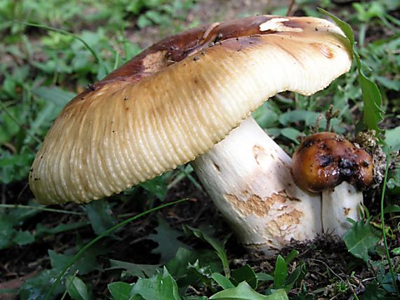 plávka smradľavá / Holubinka smrdutá Russula foetens Pers.