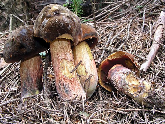 hríb zrnitohlúbikový / Hřib kovář Sutorius luridiformis (Rostk.) G. Wu & Zhu L. Yang