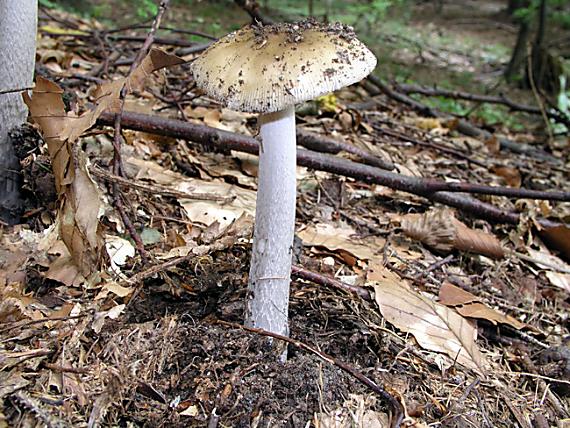 muchotrávka pošvatá / Pošvatka obecná Amanita vaginata (Bull.) Lam.