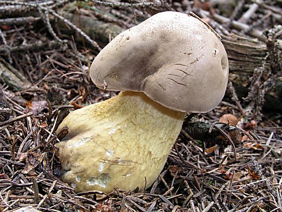 podhríb žlčový / Hřib žlučník Tylopilus felleus (Bull.) P. Karst.