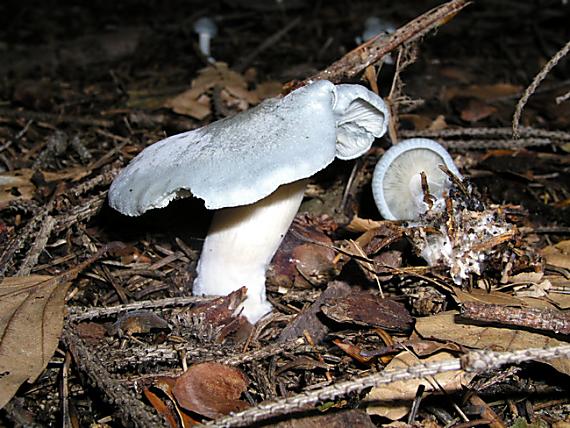 strmuľka anízová / Strmělka anýzka Clitocybe odora (Bull.) P. Kumm.