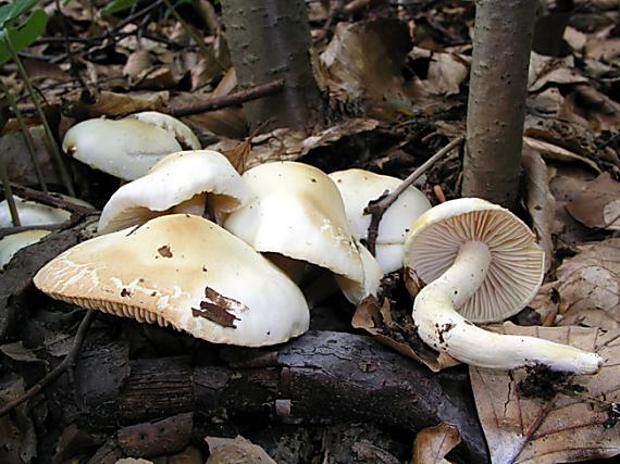 šťavnačka belavoružovkastá / Šťavnatka zardělá Hygrophorus fagi G. Becker & Bon