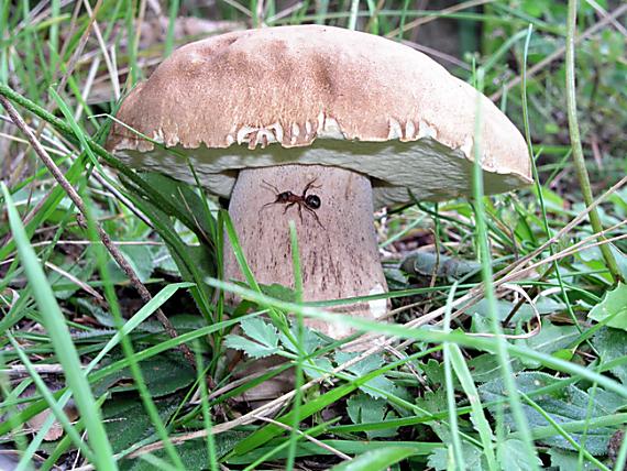 hríb dubový Boletus reticulatus Schaeff.