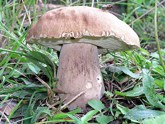 hríb dubový Boletus reticulatus Schaeff.