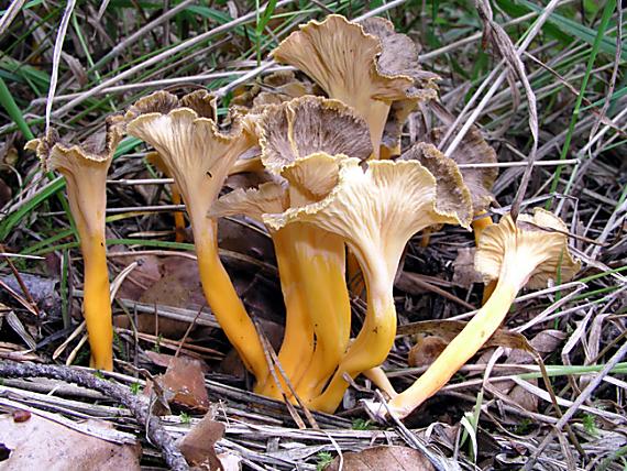 kuriatko žltohnedé Cantharellus lutescens Fr.