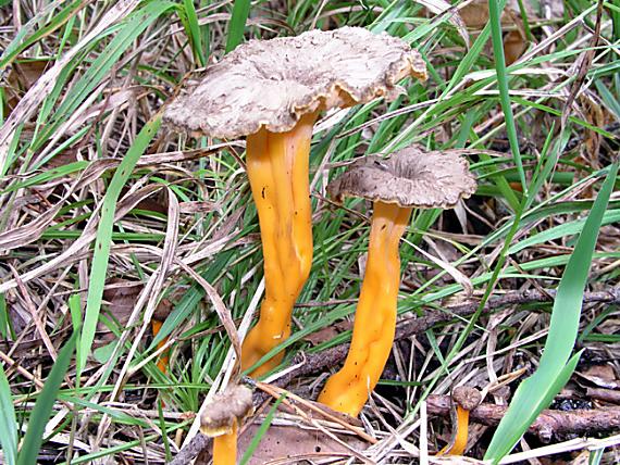 kuriatko žltohnedé Cantharellus lutescens Fr.