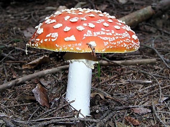 muchotrávka červená Amanita muscaria (L.) Lam.