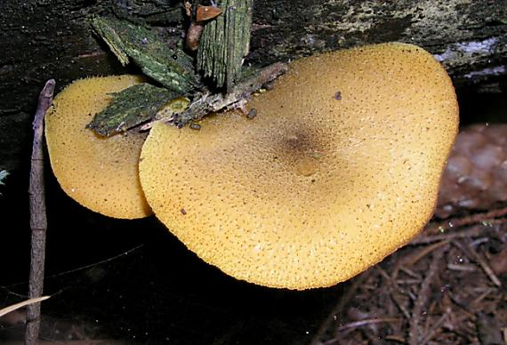 čírovec ozdobný Tricholomopsis decora (Fr.) Singer