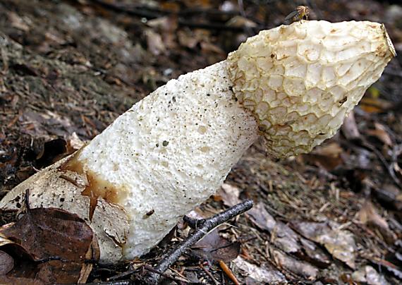 hadovka smradľavá Phallus impudicus L.