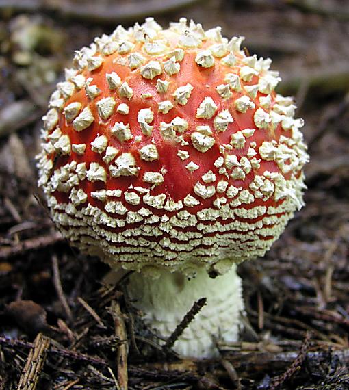 muchotrávka červená Amanita muscaria (L.) Lam.