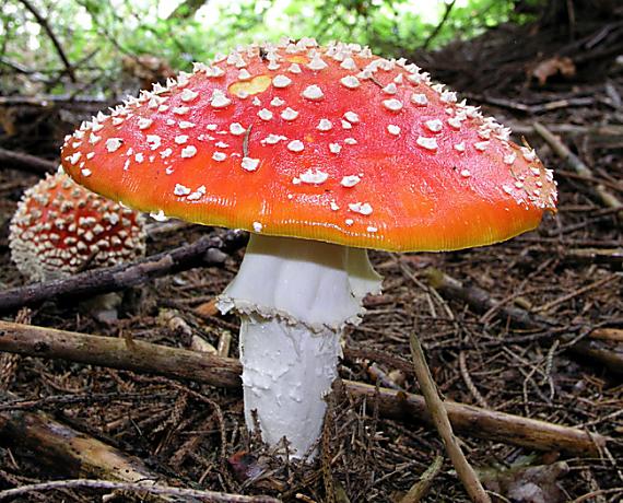 muchotrávka červená Amanita muscaria (L.) Lam.