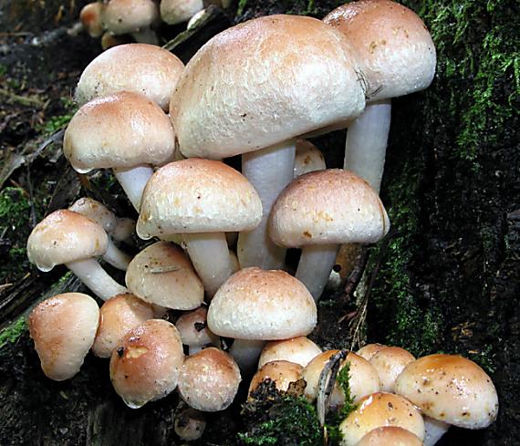 strapcovka tehlovočervená Hypholoma lateritium (Schaeff.) P. Kumm.