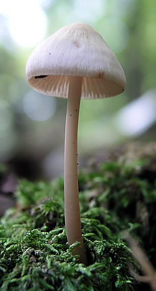 prilbička ružovolupeňová Mycena galericulata (Scop.) Gray