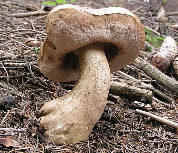 podhríb žlčový Tylopilus felleus (Bull.) P. Karst.