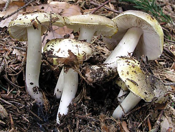 čírovka olivovohnedá Tricholoma viridilutescens M.M. Moser