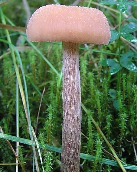 lakovka obyčajná Laccaria laccata (Scop.) Cooke