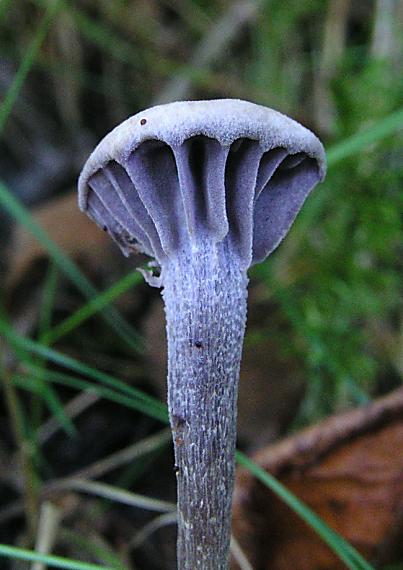 lakovka ametystová Laccaria amethystina (Huds.) Cooke