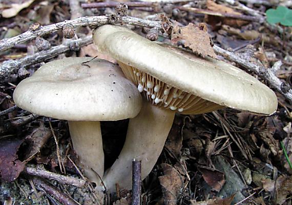 rýdzik Lactarius sp.