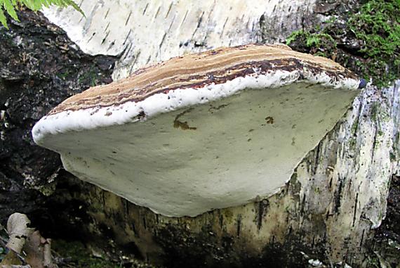 brezovník obyčajný Fomitopsis betulina (Bull.) B.K. Cui, M.L. Han & Y.C. Dai