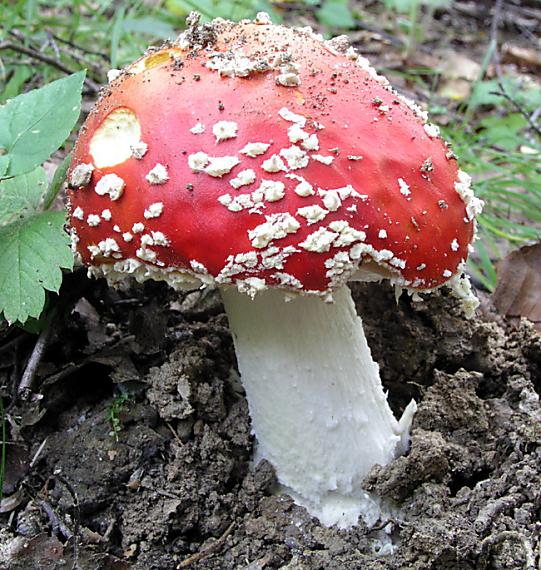 muchotrávka červená Amanita muscaria (L.) Lam.