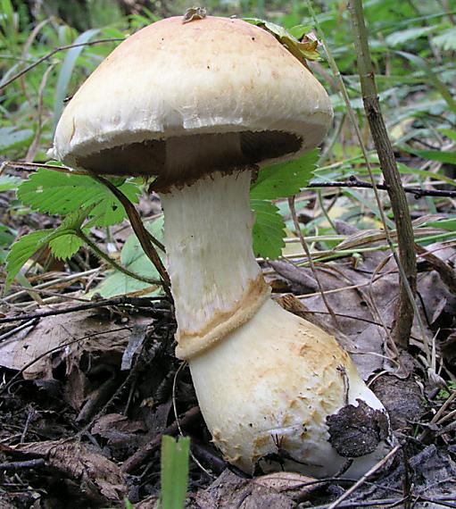 slzivka Hebeloma sp.