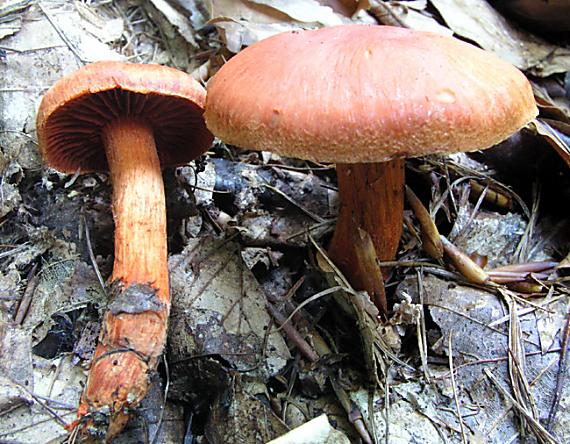 pavučinovec rumelkový Cortinarius cinnabarinus Fr.