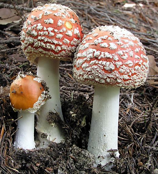 muchotrávka červená Amanita muscaria (L.) Lam.