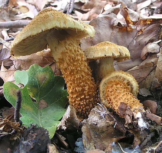 šupinovka šupinatá Pholiota squarrosa (Vahl) P. Kumm.