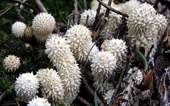 prášnica bradavičnatá Lycoperdon perlatum Pers.