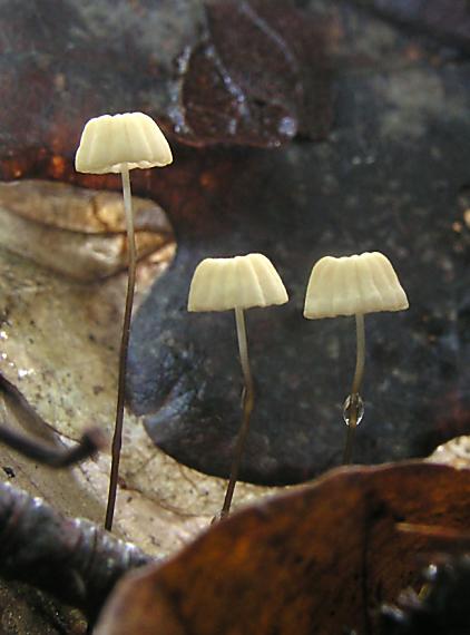 tanečnica Bulliardova Marasmius bulliardii Quél.