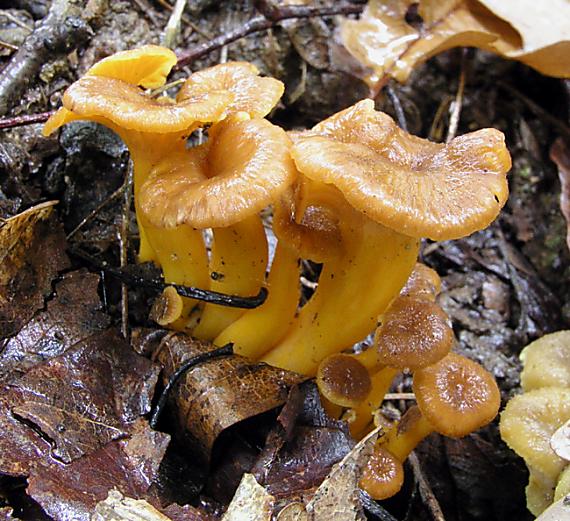 kuriatko lievikovité Craterellus tubaeformis (Fr.) Quél.