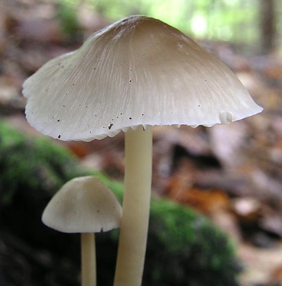 prilbička ružovolupeňová Mycena galericulata (Scop.) Gray