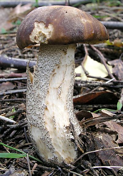 kozák brezový Leccinum scabrum (Bull.) Gray