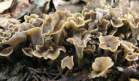 palievik kučeravý Pseudocraterellus undulatus (Pers.) Rauschert