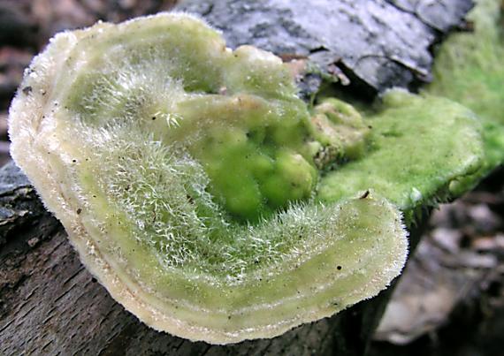 trúdnikovec chlpatý Trametes hirsuta (Wulfen) Lloyd