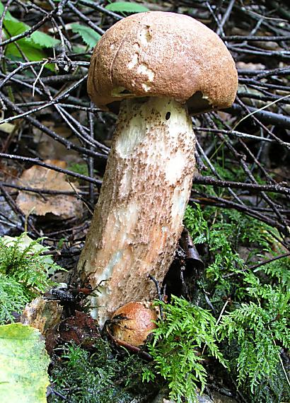 kozák dubový Leccinum aurantiacum (Bull.) Gray