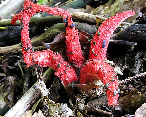 mrežovka kvetovitá Clathrus archeri (Berk.) Dring