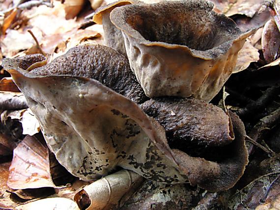 lievik trúbkovitý Craterellus cornucopioides (L.) Pers.