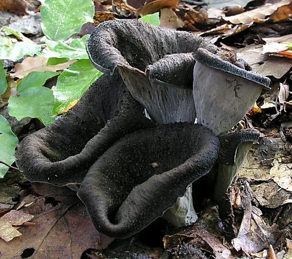 lievik trúbkovitý Craterellus cornucopioides (L.) Pers.