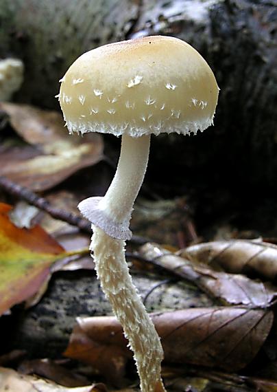 golierovka šupinkatá Leratiomyces squamosus var. squamosus (Pers.) Bridge & Spooner