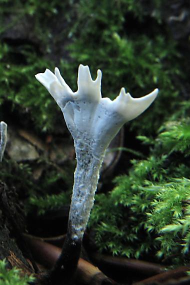 drevnatec parohatý Xylaria hypoxylon (L.) Grev.