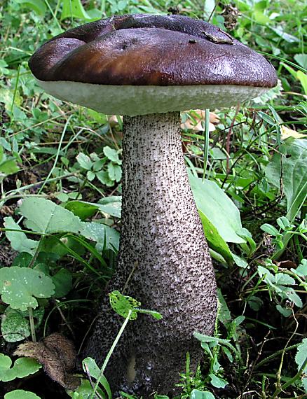 kozák brezový Leccinum scabrum (Bull.) Gray