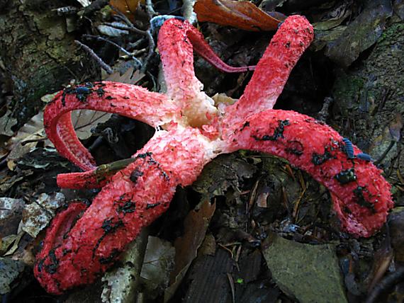 mrežovka kvetovitá Clathrus archeri (Berk.) Dring