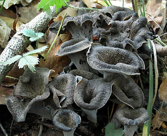 lievik trúbkovitý Craterellus cornucopioides (L.) Pers.