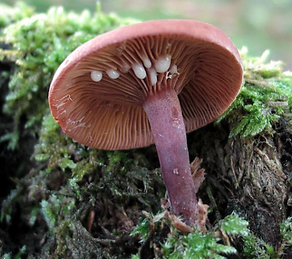 rýdzik gáfrový Lactarius camphoratus (Bull.) Fr.