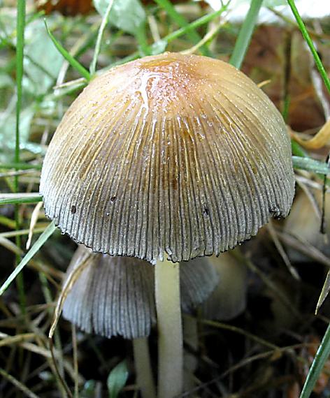 hnojník ligotavý Coprinellus micaceus (Bull.) Vilgalys, Hopple & Jacq. Johnson