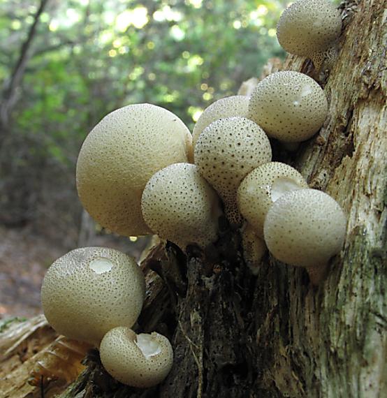 prášnica hruškovitá Lycoperdon pyriforme Schaeff.