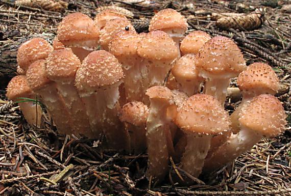 podpňovka tmavá Armillaria ostoyae (Romagn.) Herink