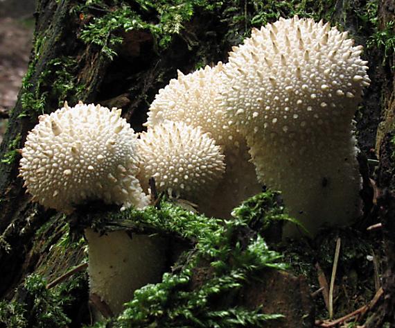 prášnica bradavičnatá Lycoperdon perlatum Pers.