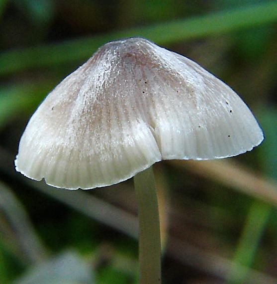 prilbička slizká Mycena epipterygia (Scop.) Gray